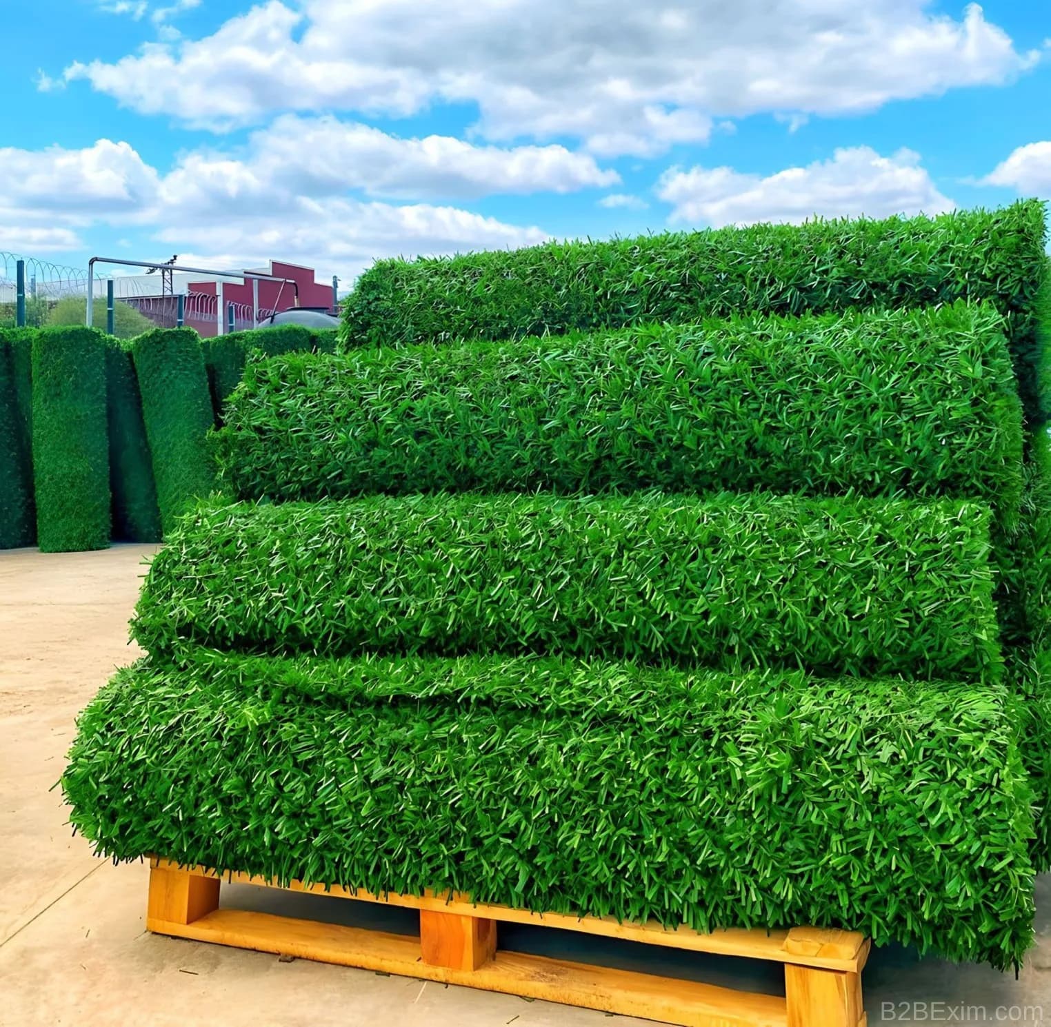 Çim Çit thumbnail 2