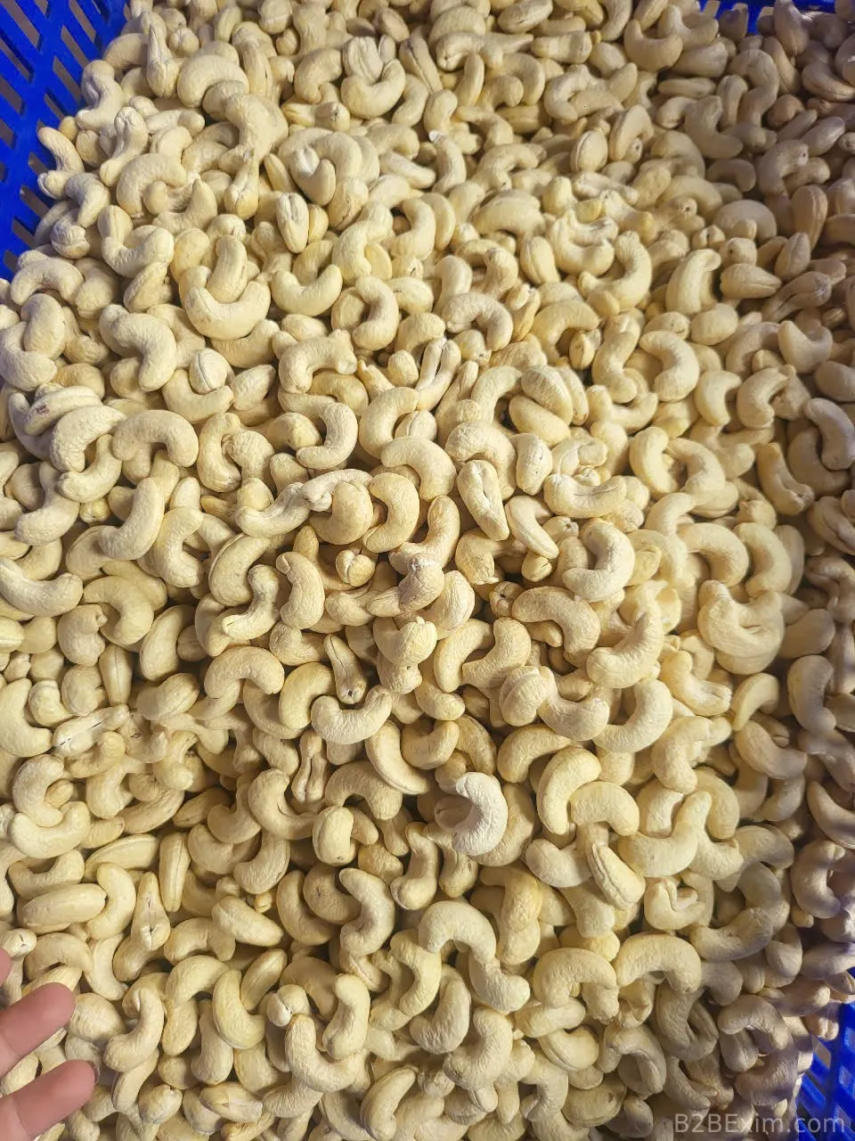 Kaju Fıstığı